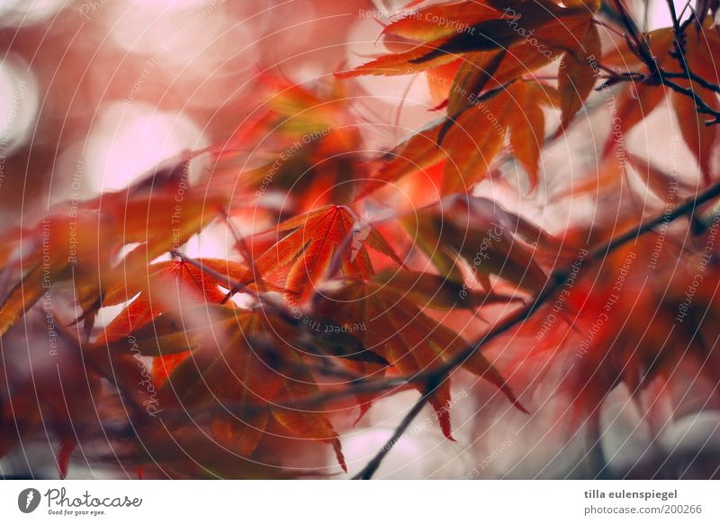 red Environment Nature Spring Autumn Tree Leaf Park Beautiful Natural Wild Red Colour Idyll Moody Transience Norway maple Deciduous tree Blur Colour photo