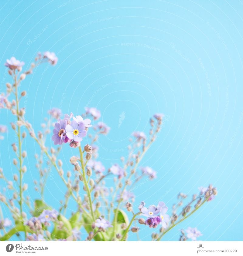 FORGET-ME-NOT Spring Beautiful weather Plant Flower Blossom Blossoming Dream Esthetic Authentic Fresh Bright Small Near Natural Cute Blue Green Violet Optimism