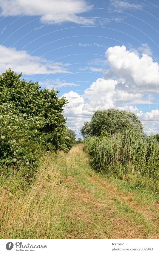 idyllic countryside Summer Nature Jump landscape meadow path tree Wild green panoramic grass beautiful flower lawn white field rural farming flowers sky mown