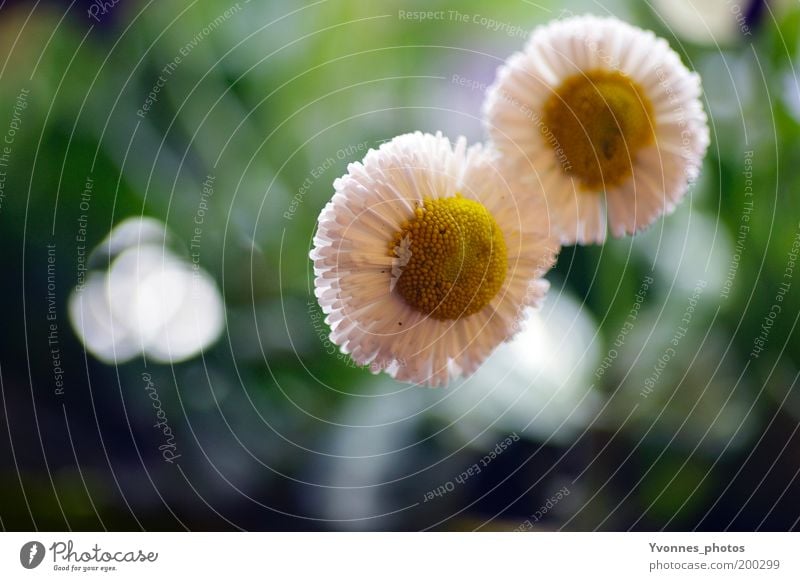 together Beautiful Summer Garden Environment Nature Plant Spring Flower Grass Blossom Foliage plant Wild plant Park Meadow Blossoming Growth Fresh Kitsch