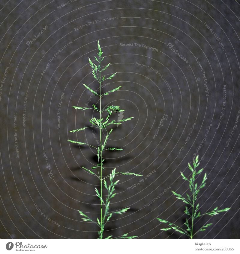 filigree Plant Grass Growth Gray Green Transience Vulnerable Colour photo Subdued colour Exterior shot Close-up Deserted Neutral Background Day