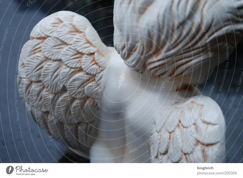 angels Back Angel Wing angel wings To console Hope Belief Sadness Grief Death Cemetery Colour photo Subdued colour Exterior shot Detail Day Rear view