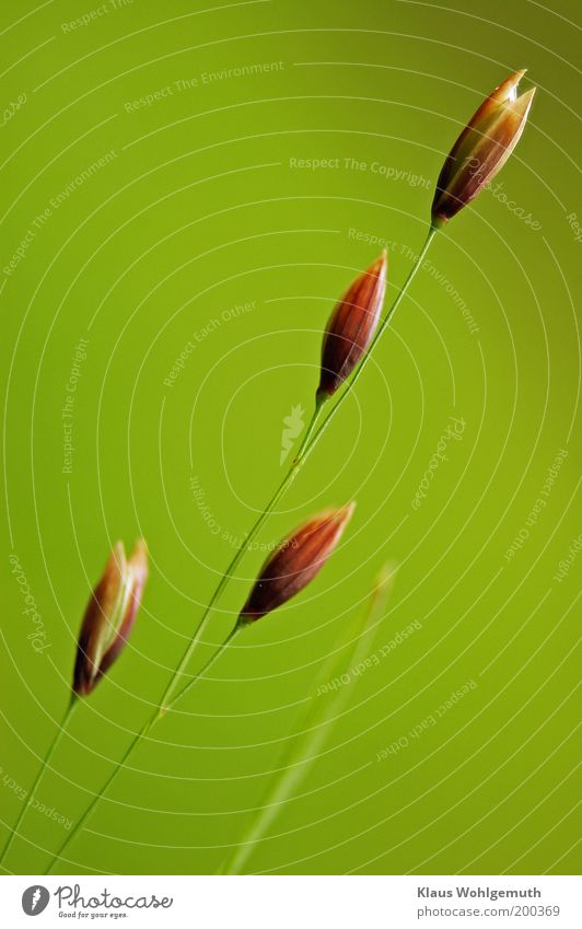 Macro shot of grass panicle Plant Grass Foliage plant Wild plant Growth Brown Green Delicate risp Colour photo Subdued colour Exterior shot Close-up