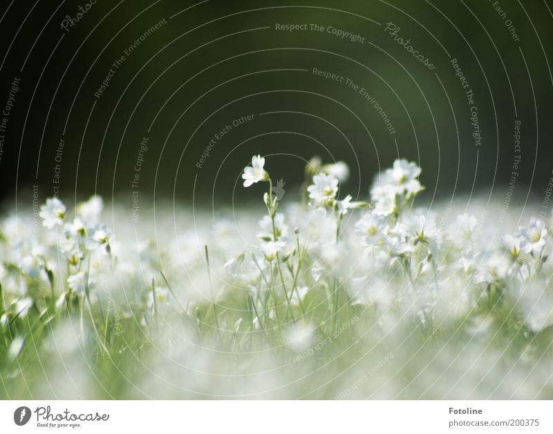 Dream in white Environment Nature Landscape Plant Spring Climate Weather Beautiful weather Flower Blossom Garden Park Meadow Bright White Colour photo