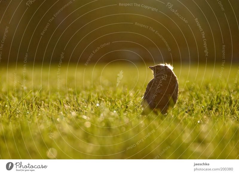 Stupid out here. Grass Garden Park Meadow Bird Baby animal Small Cute Bravery Watchfulness Fear Loneliness Freedom Threat Life Independence Survive Change