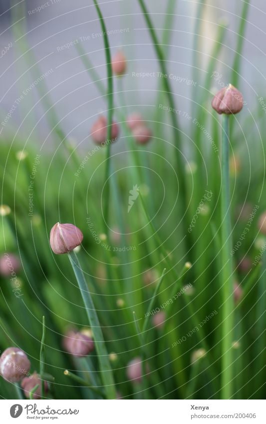 chives Herbs and spices Vegetarian diet Nature Plant Agricultural crop Garden Blossoming Green Violet Spring Herb garden Chives Colour photo Close-up Day Blur