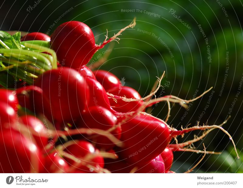 Little Red Riding Hood behind the seven mountains Food Vegetable Nutrition Organic produce Vegetarian diet Diet Healthy Fresh Delicious Point Green Radish