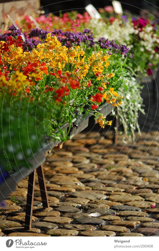 The Freiburg market is the most beautiful in the country! Feasts & Celebrations Fresh Beautiful Brown Markets Flower Farmer's market Multicoloured Cobblestones