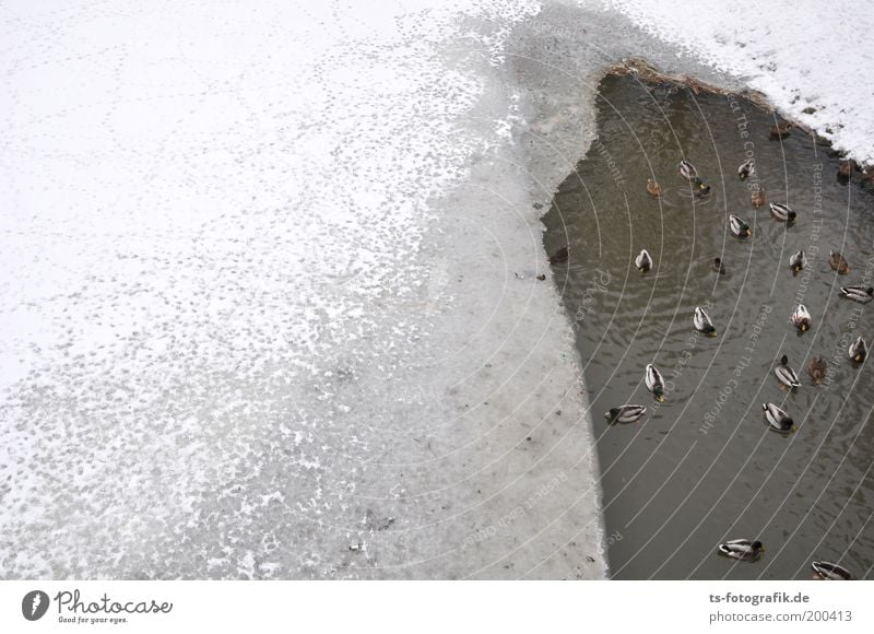 Mallards and Whiplash Ducks Animal Water Winter Weather Ice Frost Snow Lakeside River bank Group of animals Flock Tracks Freeze Wait Cold Gray White Serene Hope