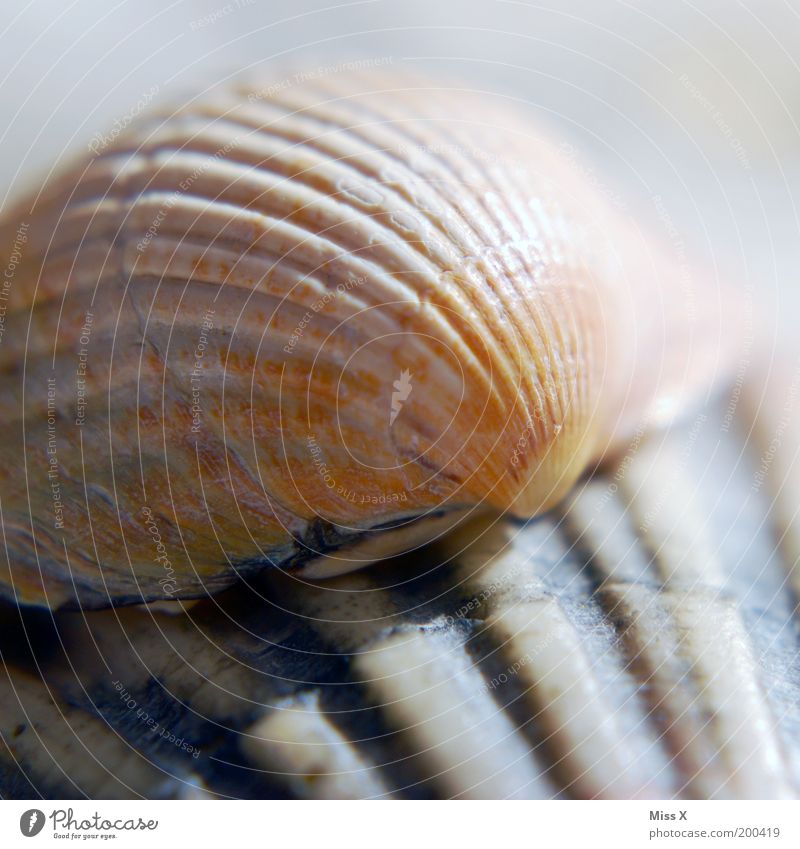 seashells Nature Coast Ocean Animal Aquarium Mussel Mussel shell Furrow Colour photo Subdued colour Exterior shot Close-up Detail Macro (Extreme close-up)