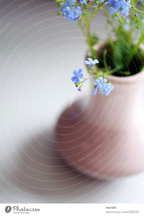 DON'T FORGET ME Plant Flower Soft Blue Green Forget-me-not Delicate Vase Decoration Bouquet Blossom Blossom leave Spring Colour photo Interior shot