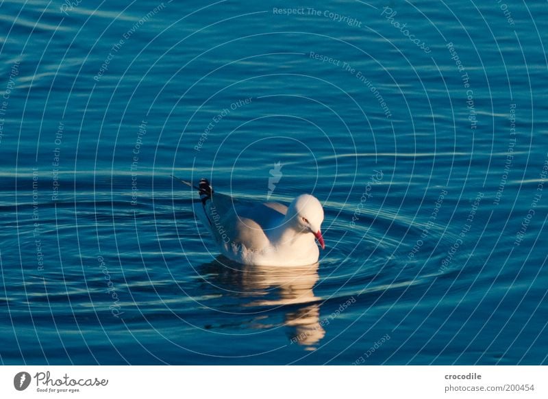 New Zealand XXXX Environment Nature Water Beautiful weather Coast Ocean Animal Wild animal Bird Wing Seagull 1 Contentment Joie de vivre (Vitality) Esthetic