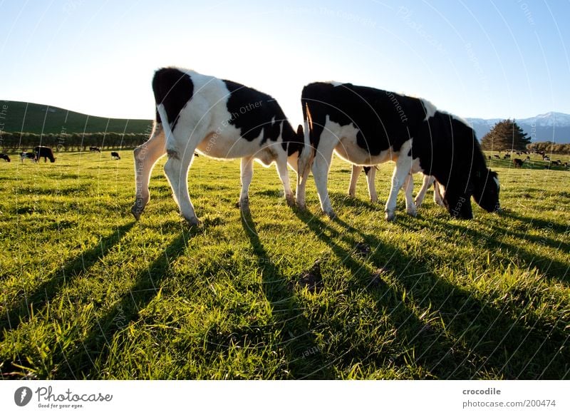 New Zealand 52 Environment Nature Landscape Cloudless sky Beautiful weather Plant Grass Meadow Hill Animal Farm animal Cow 3 Herd To feed Stand Contentment Life