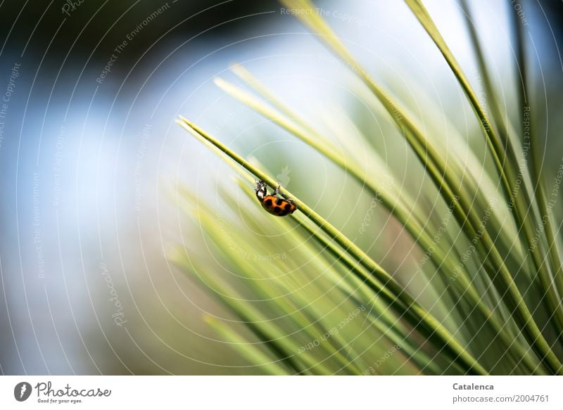 Feeding, ladybug on pine needle eats aphids Nature Plant Animal Spring Beautiful weather Tree Jawbone Garden Forest Beetle Ladybird Greenfly 1 Eating Blue