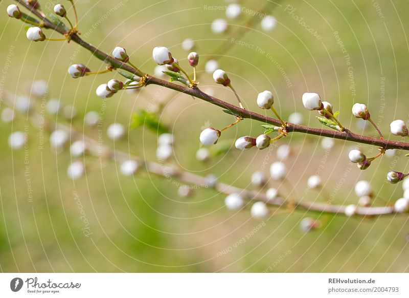 spring Environment Nature Spring Beautiful weather Plant Bushes Blossom Garden Blossoming Growth Green White Bud Twig Easter Colour photo Exterior shot Close-up