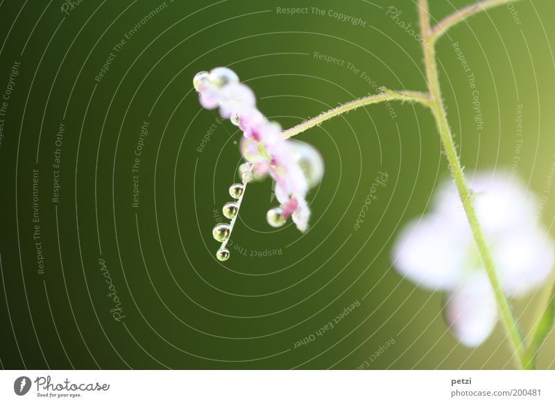 Filigree elegance Nature Plant Drops of water Flower Blossoming Fragrance Simple Elegant Small Near Wet Natural Beautiful Multicoloured Green Violet Pink White