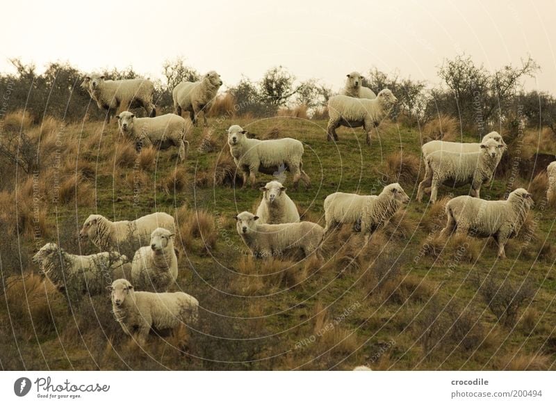 New Zealand 61 (mäh mäh) Environment Nature Landscape Plant Grass Bushes Meadow Field Hill Animal Farm animal Sheep Group of animals Herd Observe To feed Stand