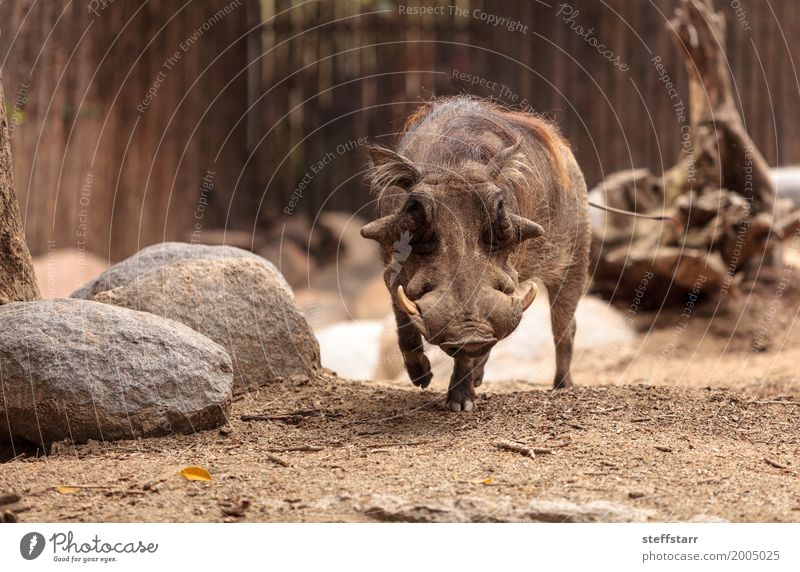 Common warthog called Phacochoerus africanus Animal Wild animal Animal face 1 Anger Warthog common warthog wildlife Mammal Pigs porcine Tusk Zimbabwe Namibia