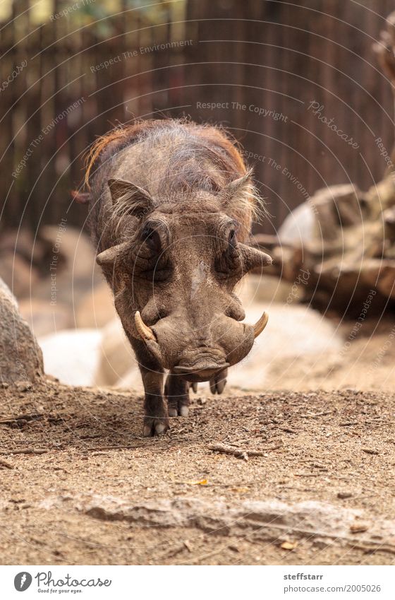 Common warthog called Phacochoerus africanus Animal Wild animal 1 Protection Warthog common warthog wildlife Mammal Pigs porcine Tusk Zimbabwe Namibia Botswana