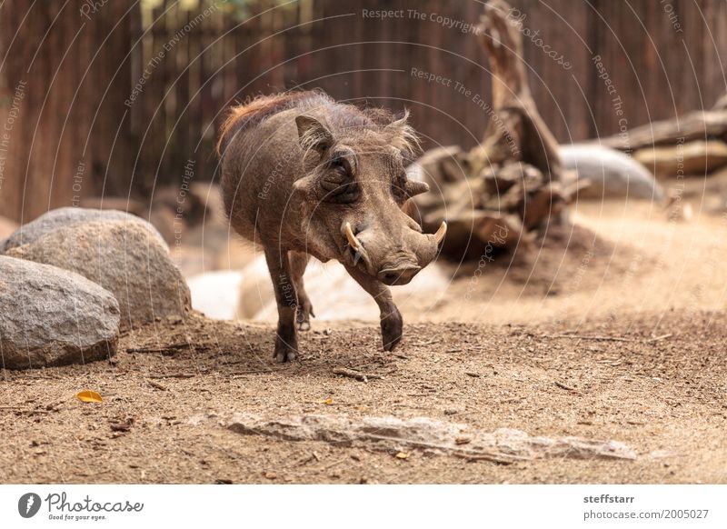 Common warthog called Phacochoerus africanus Animal Wild animal Animal face 1 Brown Warthog common warthog wildlife Mammal Pigs porcine Tusk Zimbabwe Namibia