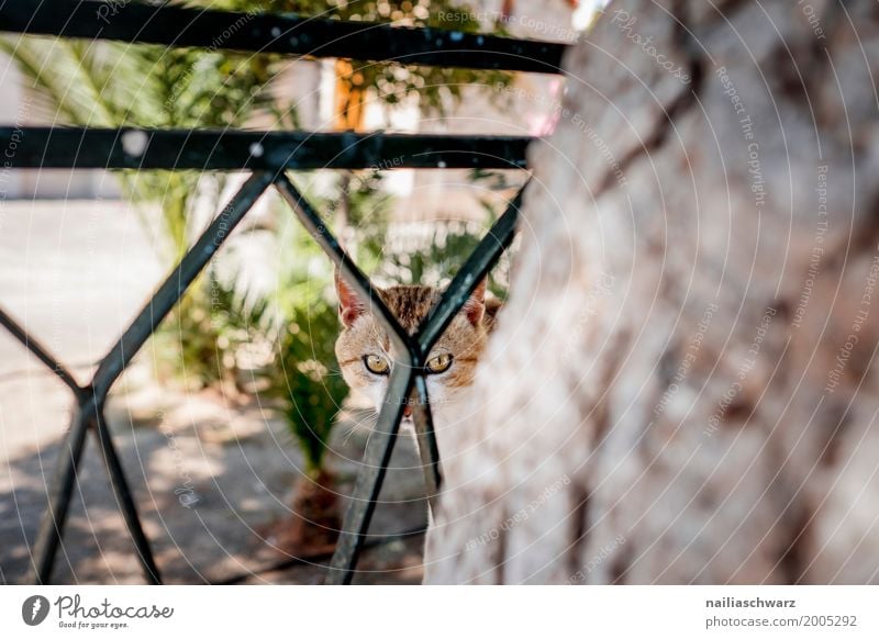 street cat Summer Spring Beautiful weather Village Wall (barrier) Wall (building) Balcony Animal Pet Cat 1 Observe Looking Sit Brash Astute Curiosity Cute Smart