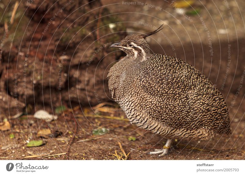 Elegant crested tinamou called Eudromia elegans elegans Nature Animal Bird Independence Wild bird wildlife Argentina Feather Colour photo Deserted Morning