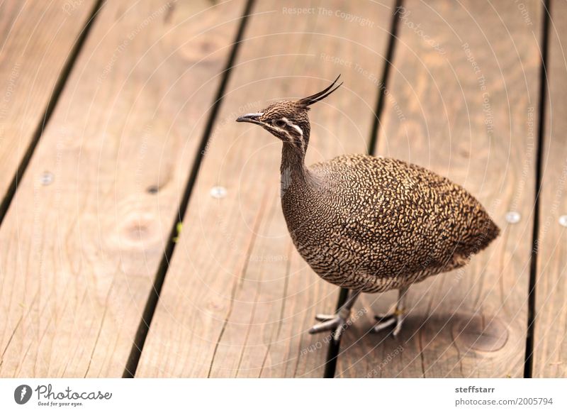 Elegant crested tinamou called Eudromia elegans elegans Nature Animal Bird 1 Brown Wild bird wildlife Argentina Colour photo Deserted Morning