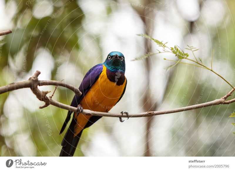 Golden-breasted starling called Lamprotornis regius Nature Animal Bird Animal face Wing 1 Wild Blue Green Black Starling Wild bird Feather gold Purple