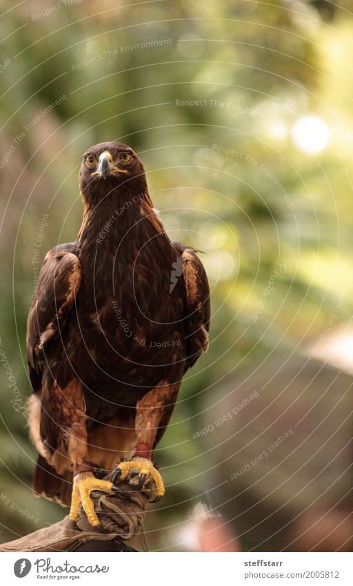 Golden eagle Aquila chrysaetos with bright eyes Animal Bird Animal face Wing 1 Brown Eagle Bird of prey raptor predator avian Beak eagle eyes Hunter Wild bird