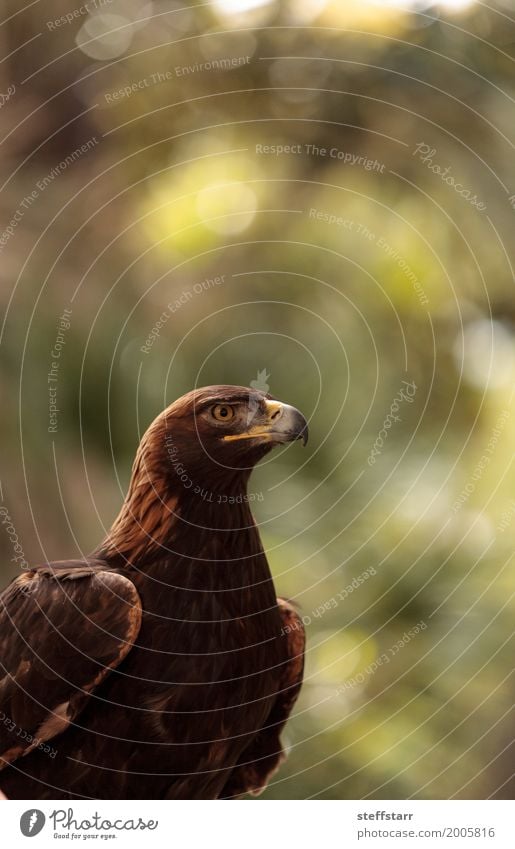 Golden eagle Aquila chrysaetos Animal Bird Animal face 1 Brown Eagle Bird of prey raptor predator avian Beak eagle eyes Hunter Wild bird wildlife Colour photo