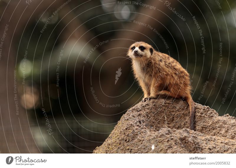 Meerkat , Suricata suricatta Animal Wild animal 1 Brown wildlife prey animal Look out Mongoose Kalahari Desert Africa Namibia Botswana Colour photo Deserted