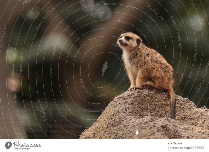 Meerkat , Suricata suricatta Animal Wild animal Animal face 1 Brown Gold wildlife prey animal Look out Mongoose Kalahari Desert Africa Namibia Botswana