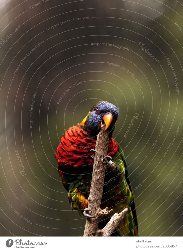 Rainbow lorikeet called Trichoglossus moluccanus Animal Bird 1 Blue Yellow Gold Green Red Australia avian Wild bird colorful bird rainbow colored Perches