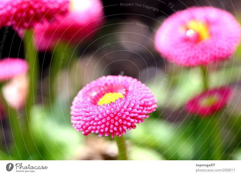 Daisy - "Rob Roy" Nature Plant Sun Spring Flower Grass Blossom Meadow Cute Pink Exterior shot Macro (Extreme close-up) Light Shadow Silhouette Sunbeam Blur