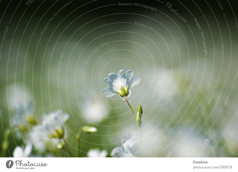 Like a dream Environment Nature Landscape Plant Spring Warmth Flower Bright Soft Green White Blossom Blossom leave Colour photo Multicoloured Exterior shot