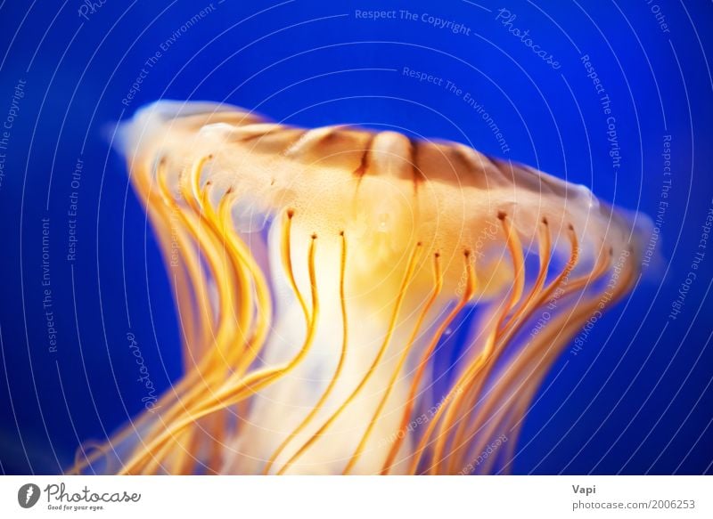 Orange jellyfish in blue ocean water Exotic Life Ocean Environment Nature Animal Water Coral reef Wild animal Jellyfish Zoo Aquarium 1 Blue Multicoloured Yellow