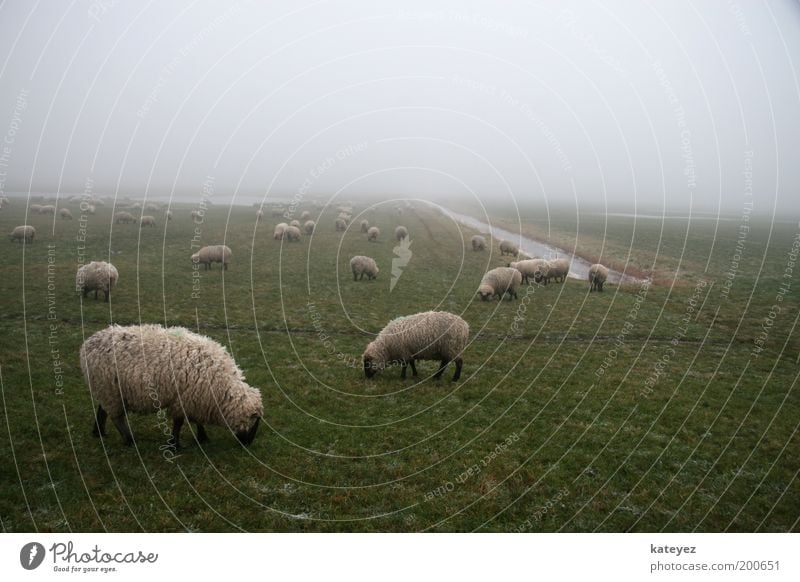 Together alone Vacation & Travel Trip Nature Landscape Air Water Spring Bad weather Fog Grass Meadow Baltic Sea Pond Brook Animal Farm animal Group of animals