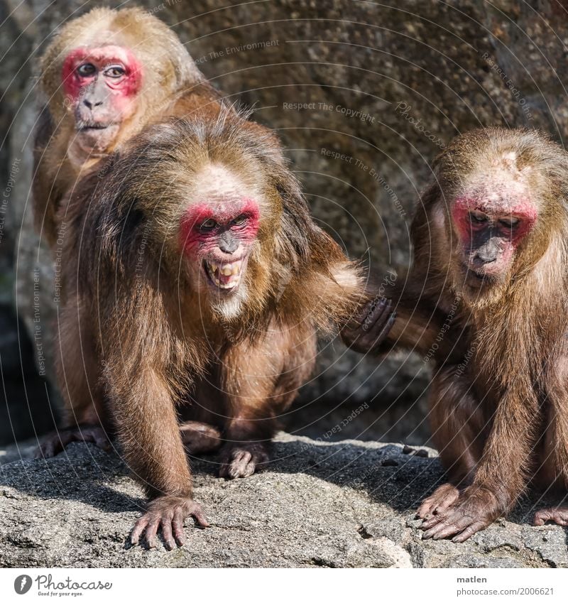 spring Animal Animal face 3 Pack Scream Aggression Exotic Brown Gray Red Grasp Facial expression Observe Colour photo Exterior shot Close-up Deserted