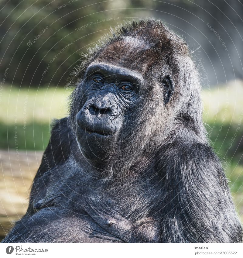 senior Animal Animal face Pelt 1 Looking Old Gorilla Female senior Colour photo Exterior shot Close-up Deserted Copy Space left Copy Space right Copy Space top