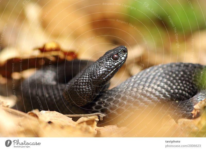 beautiful black european adder Beautiful Woman Adults Nature Animal Forest Snake Natural Wild Black Dangerous Viper vipera venomous European wildlife common