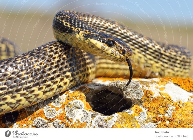 blotched snake closeup Beautiful Adults Environment Nature Animal Snake Long Wild Brown Green Loneliness Dangerous bloched big Reptiles elaphe sauromates