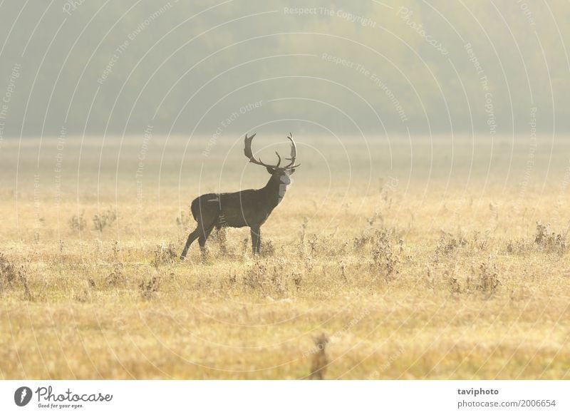 fallow deer buck walking on lawn in the morning Beautiful Playing Hunting Man Adults Nature Landscape Animal Autumn Fog Grass Park Meadow Forest Large Natural