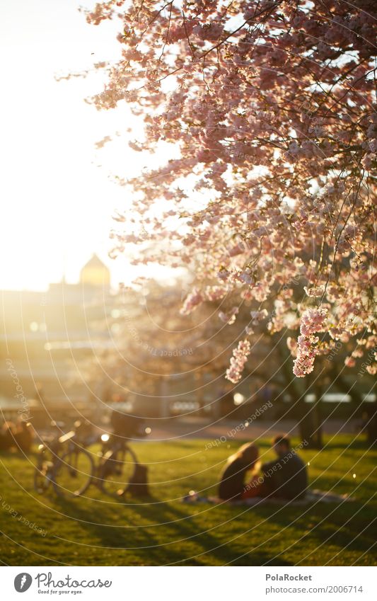 #AS# Metropolitan romance Environment Nature Climate Beautiful weather Garden Park Meadow Esthetic Idyll Dresden Yenidze Blossoming Green pastures Spring