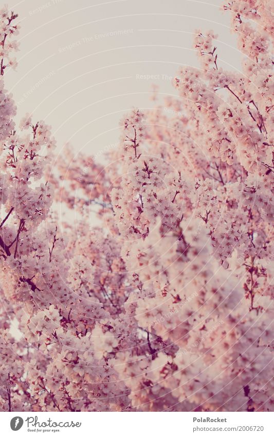 #AS# Pink Spring I Art Esthetic Spring fever Spring day Spring colours Spring celebration Blossom Blossom leave Cherry blossom Cherry tree Many Colour photo