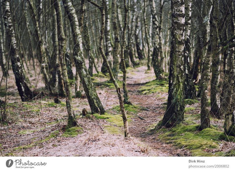 Path in birch forest Nature Landscape Plant Bog Marsh Green Environmental protection Biology Primordial Ecological Footpath Moor birch Kaltenhofer Moor