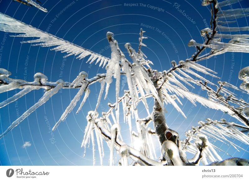 icicles Sky Winter Ice Frost Tree Cold Blue White Environment Detail Wide angle Icicle