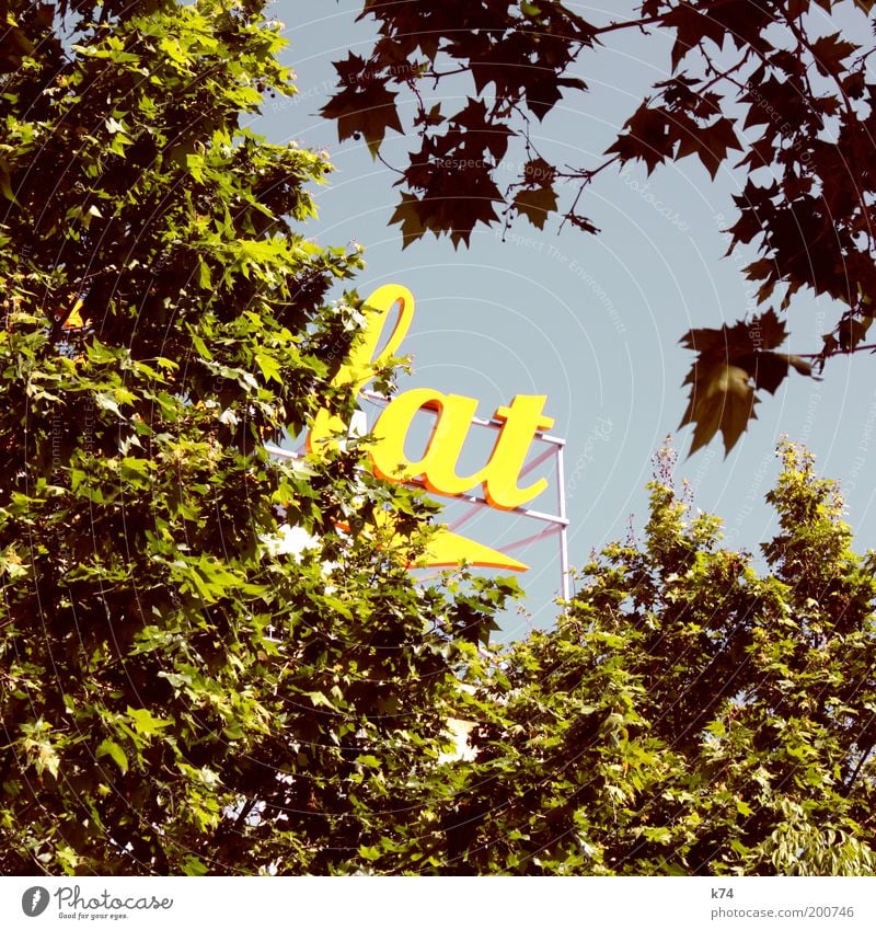 lat Sky Cloudless sky Spring Summer Tree Foliage plant Yellow Green Typography Characters American Sycamore Colour photo Exterior shot Day Sunlight Advertising