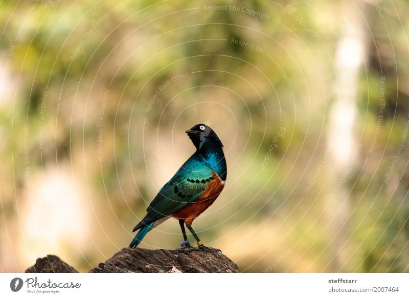 Superb starling called Lamprotornis superbus Animal Bird 1 Wild Blue Brown Yellow Green Starling iridescent gold Wild bird wildlife avian Feather colorful