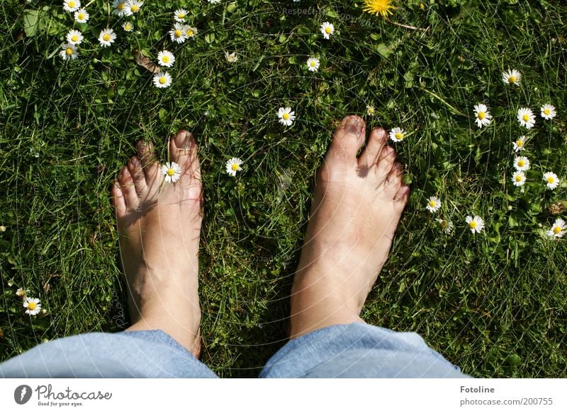 My feet :-)) Adults Skin Legs Feet Environment Nature Plant Summer Beautiful weather Flower Grass Blossom Garden Park Meadow Warmth Soft Green Daisy Barefoot