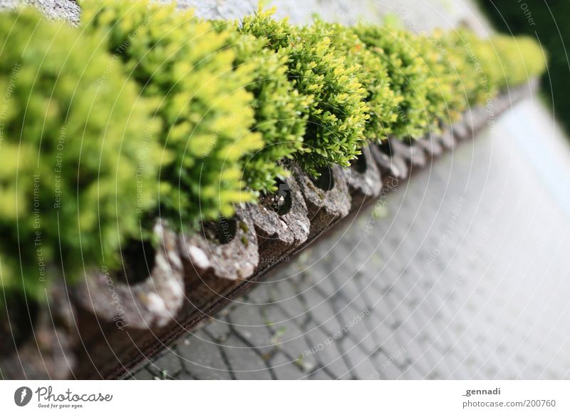 Simple hedge Environment Plant Bushes Foliage plant Pot plant Hedge Green Living or residing Diagonal Depth of field Colour photo Exterior shot Deserted